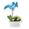 Blue Christmas Garden -Arbor Day Foundation Store 10IN Dot Watercolor Blue Orchid and White Poinsettia with Moss Topping 600x600 9b77a95b ec5b 4981 b6b9 d6151ffd3e52