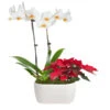 Classic Christmas Garden -Arbor Day Foundation Store 10IN Dot White Orchid with Yellow Lip and Red Poinsettia with Moss Topping 600x600 9b6a7df1 8d81 42a9 988c a05f1356a87e