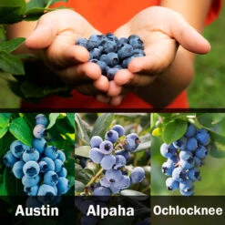 3-in-1 Blueberry Bush (Southern Highbush) -Arbor Day Foundation Store 3 up Southern 2 Austin