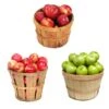 3-in-1 Apple Tree -Arbor Day Foundation Store 3 in 1 Apple 600x600 9edf9e9a ce86 4b58 beb9 2946adf65064