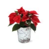 Red Poinsettia In Birch Pot -Arbor Day Foundation Store 4IN Birch Pot Red Poinsettia 600x600 1d127e40 98e5 4cf2 baf5 477701b37396