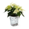 White Poinsettia In Birch Pot -Arbor Day Foundation Store 4IN Birch Pot White Poinsettia 600x600 492ecacd 240c 40aa be9f 86b09589bb76