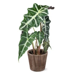 Alocasia Polly With Decorative Pot -Arbor Day Foundation Store 5IN Brown Wilson with Alocasia Poly