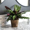 Calathea Rattlesnake With Decorative Pot -Arbor Day Foundation Store 5IN Brown Wilson with Calathea Rattlesnake600x600