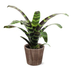 Zebra Plant In Decorative Pot -Arbor Day Foundation Store 5IN Brown Wilson with Splinriet Bromeliad b0b5d4a4 c8f2 40fe b317 71eca7afa132