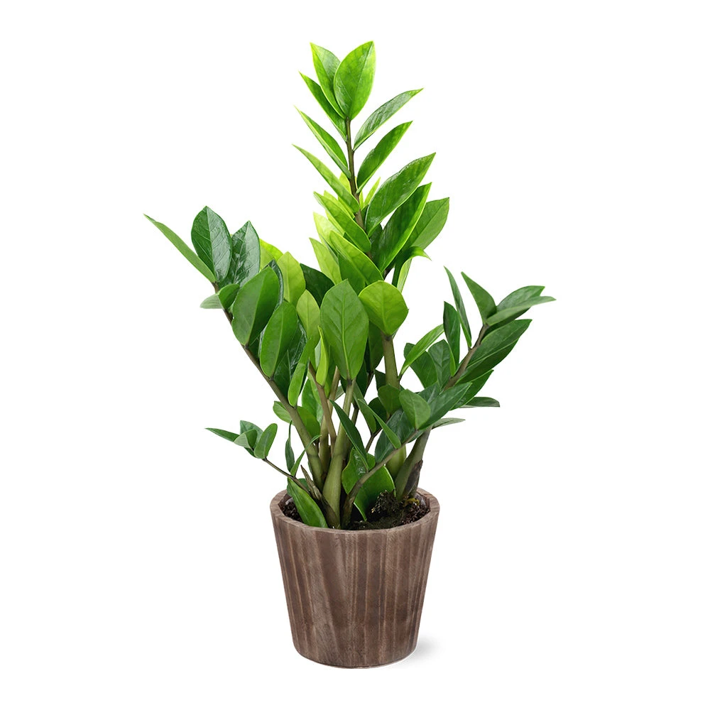 5-Inch ZZ Plant In Decorative Pot 6 5-Inch ZZ Plant In Decorative Pot - Image 4