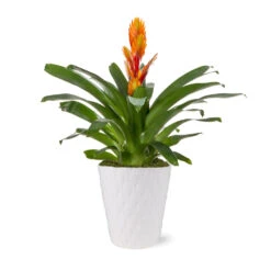 5-Inch Bromeliad In Decorative Pot -Arbor Day Foundation Store 5IN Evi Orange Intenso Bromeliad with Moss Topping