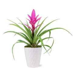 5-Inch Bromeliad In Decorative Pot -Arbor Day Foundation Store 5IN Evi Pink Antonio Bromeliad with Moss Topping 1