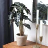 Alocasia Polly With Decorative Pot -Arbor Day Foundation Store 5IN Jute with Alocasia Poly 600x600 1