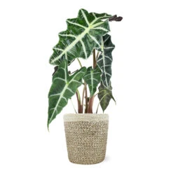 Alocasia Polly With Decorative Pot -Arbor Day Foundation Store 5IN Jute with Alocasia Poly 39282069 e2ce 4123 89c6 404869a804ad