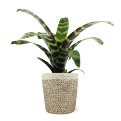 Zebra Plant In Decorative Pot -Arbor Day Foundation Store 5IN Jute with Splinriet Bromeliad 88162cef 9c67 4003 9207 e88eb2700019