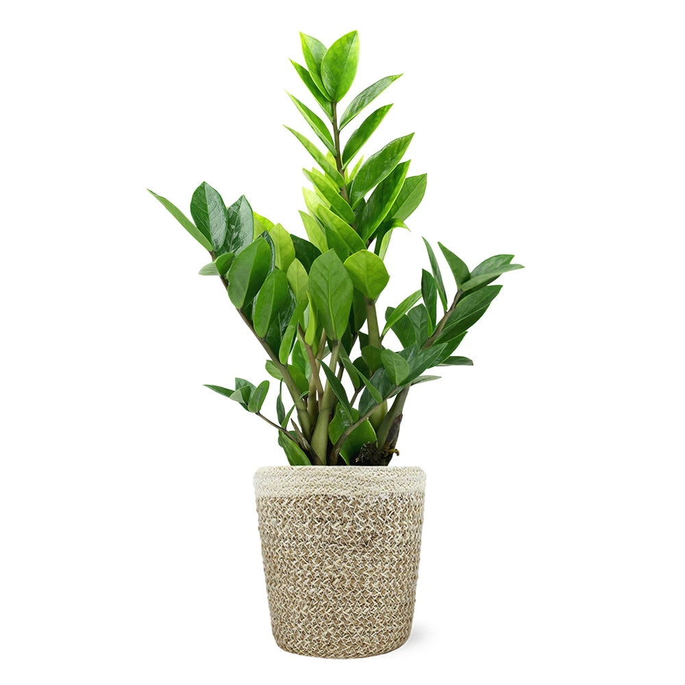 5-Inch ZZ Plant In Decorative Pot 4 5-Inch ZZ Plant In Decorative Pot - Image 2