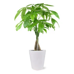 Money Tree In White Pot
