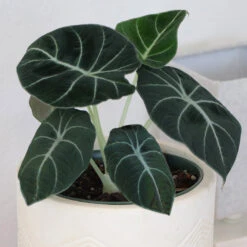 Alocasia Black Velvet -Arbor Day Foundation Store ALocasia Black Velvet 7