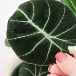 Alocasia Black Velvet -Arbor Day Foundation Store ALocasia Black Velvet FGT 5