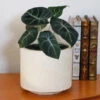 Alocasia Black Velvet -Arbor Day Foundation Store ALocasia Black Velvet FGT 600x600 0116f4c4 82f9 4446 b11b 3ec62b7ae690