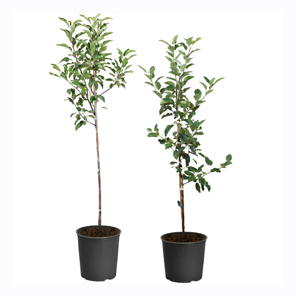 Apple Pollinator Pack 4 Apple Pollinator Pack - Image 2