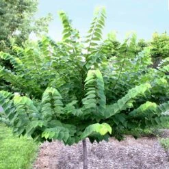 Ace Of Hearts Redbud Tree -Arbor Day Foundation Store Ace of Hearts 2