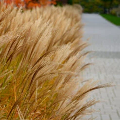 Adagio Maiden Grass 9 Adagio Maiden Grass -Arbor Day Foundation Store Adagio Madien Grass 7 FGT