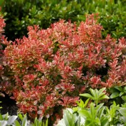 Admiration Barberry Shrub -Arbor Day Foundation Store Admiration Barberry 1