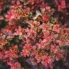Admiration Barberry Shrub -Arbor Day Foundation Store Admiration Barberry FGT 600x600 bf006906 db0d 4477 9909 65d8fcae850e