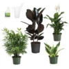 Air-Purifying House Plant Kit -Arbor Day Foundation Store Air Purifying 600x600 5c43e1c2 c436 44bb b11b 872821d8d685