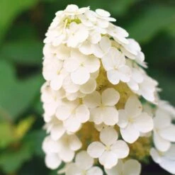 Alice Oakleaf Hydrangea -Arbor Day Foundation Store Alice Oakleaf Hydrangea 2
