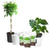 All-in-One House Plant Starter Kit -Arbor Day Foundation Store AllinOneHouseplant Kit 600x600 8701745b 5d2b 4567 9db8 4004946abd2b