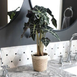 Alocasia Polly With Decorative Pot -Arbor Day Foundation Store Alocasia 2