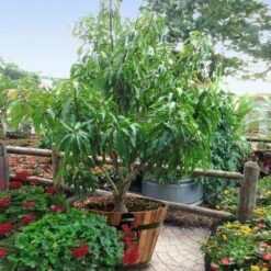 Alphonso Mango 11 Alphonso Mango -Arbor Day Foundation Store Alphonso Mango 1 FGT