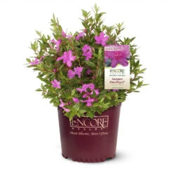 Autumn Amethyst® Encore® Azalea -Arbor Day Foundation Store Amathyst Encore Azalea 1