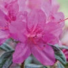 Autumn Amethyst® Encore® Azalea -Arbor Day Foundation Store Amathyst Encore Azalea 600x600 d5c85a1a 96c9 437b b713 6a0b44fcc575