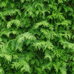 American Arborvitae -Arbor Day Foundation Store American Arborvitae