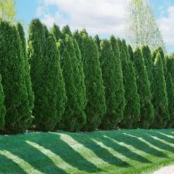 American Arborvitae -Arbor Day Foundation Store American Arborvitae 2 FGT
