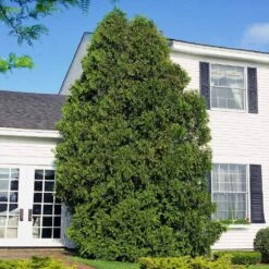 American Arborvitae -Arbor Day Foundation Store American Arborvitae 6