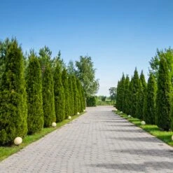 American Arborvitae -Arbor Day Foundation Store American Arborvitae 8 FGT