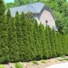 American Arborvitae -Arbor Day Foundation Store American Arborvitae FGT 600x600 66a6204b d353 41a4 b093 f749e6956bfc