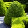 American Boxwood Shrub -Arbor Day Foundation Store American Boxwood FGT 600x600 b976cdb1 20b7 42ea 8427 cd442be88a38