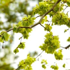 American Elm Tree -Arbor Day Foundation Store American Elm Tree 8