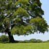 American Elm Tree -Arbor Day Foundation Store American Elm Tree FGT 600x600 e3ab0f91 243e 4273 bb19 d6f6e40d3a93