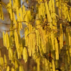 American Hazelnut Filbert -Arbor Day Foundation Store American Hazelnut 2