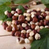 American Hazelnut Filbert -Arbor Day Foundation Store American Hazelnut FGT 600x600 d015e01b c4d6 4c82 8311 7588dd611154