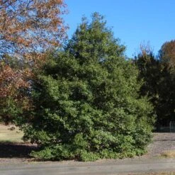 Greenleaf American Holly Shrub -Arbor Day Foundation Store American Holly Greenleaf 1 FGT
