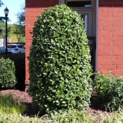 Greenleaf American Holly Shrub -Arbor Day Foundation Store American Holly Greenleaf 6 FGT