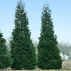Full Speed A Hedge® American Pillar Arborvitae -Arbor Day Foundation Store American Pillar Arborvitae 1