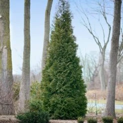 Full Speed A Hedge® American Pillar Arborvitae -Arbor Day Foundation Store American Pillar Arborvitae 2