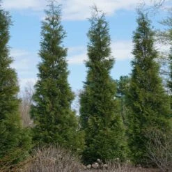 Full Speed A Hedge® American Pillar Arborvitae -Arbor Day Foundation Store American Pillar Arborvitae 3