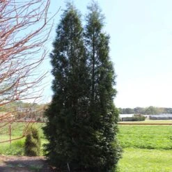 Full Speed A Hedge® American Pillar Arborvitae -Arbor Day Foundation Store American Pillar Arborvitae 5 FGT