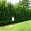 Full Speed A Hedge® American Pillar Arborvitae 2 Full Speed A Hedge® American Pillar Arborvitae -Arbor Day Foundation Store American Pillar Arborvitae 600x600 15bd0c00 a879 48d7 a20e 597115f67062