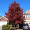 American Red Maple Tree -Arbor Day Foundation Store American Red Maple FGT 600x600 492d9cf8 88f9 4386 a55f fc705add88cf